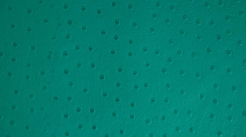 Avestruz verde